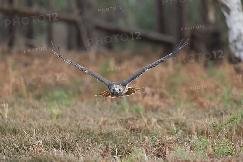 Red-tailed Hawk