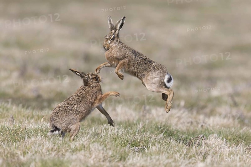 European Hare