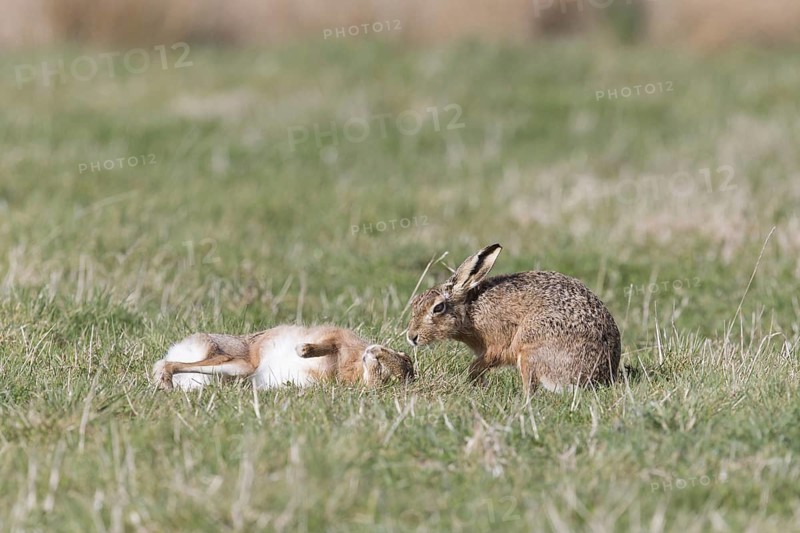 European Hare