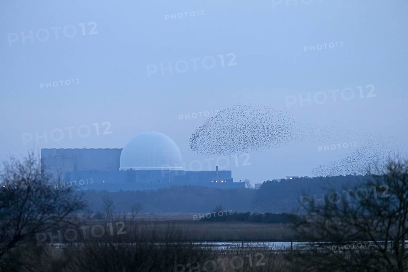 Common Starling