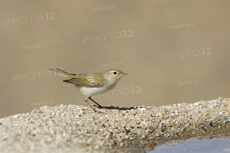 Western Bonelli's Warbler