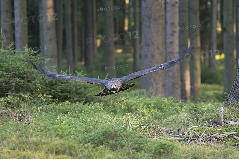 Golden Eagle