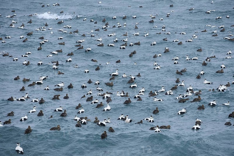 Common Eider