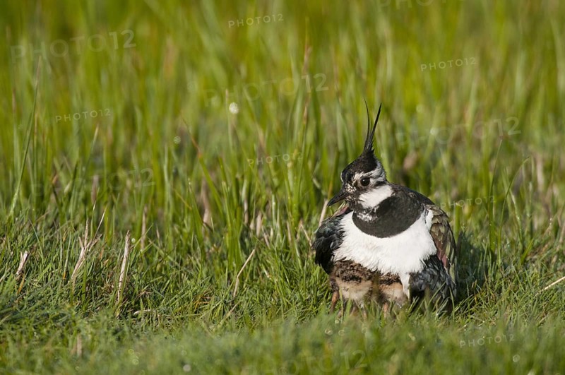 Northern Lapwing