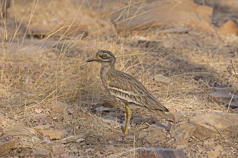 Indian Stone-curlew