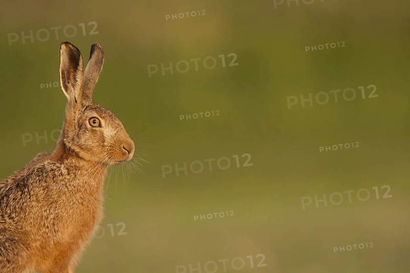 European Hare