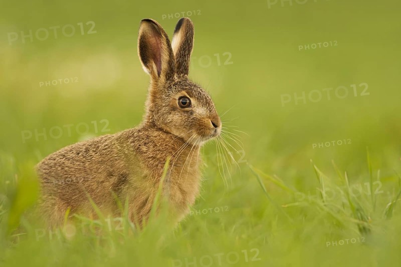 European Hare