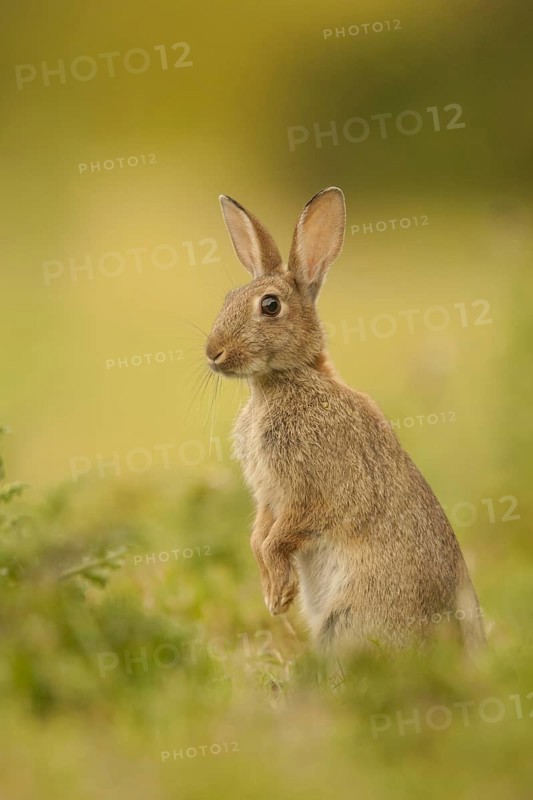 European Rabbit
