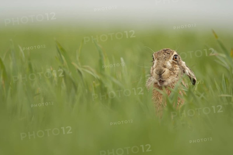 European Hare