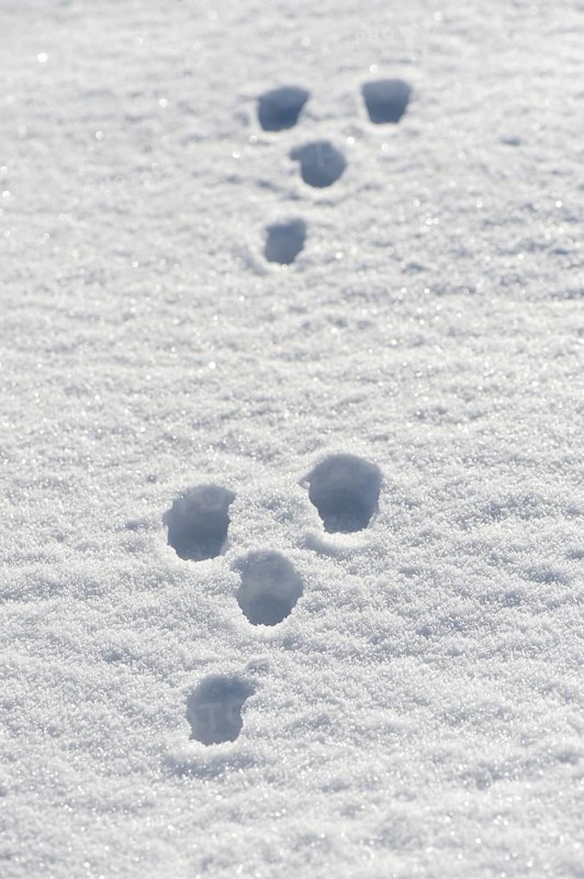 Rabbit tracks in snow. Yorkshire