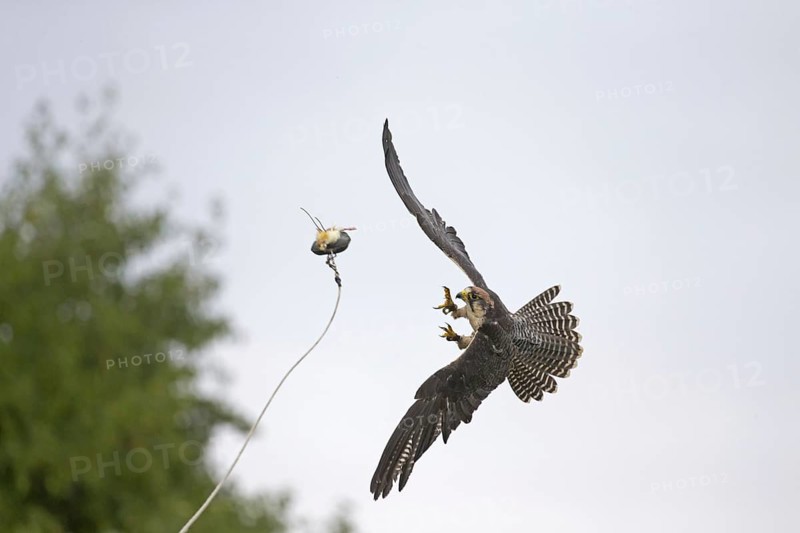 Lanner Falcon