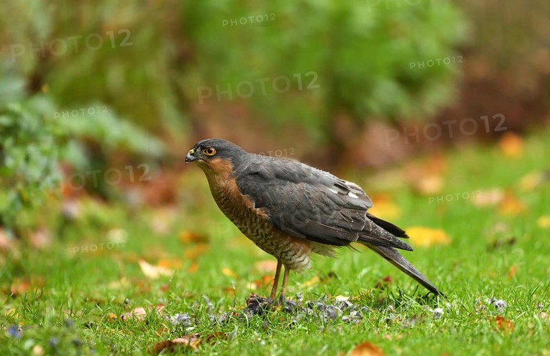 Sparrowhawk