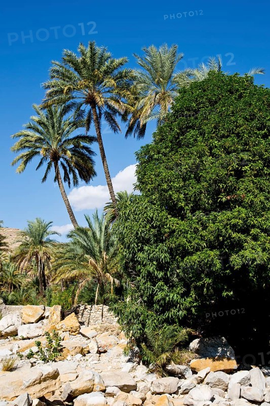 Paradise Wadi Bani Khalid