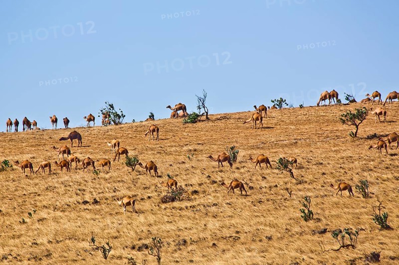 Camel herd on the plateau of Jebel Samhan