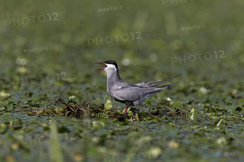 Whiskered Tern