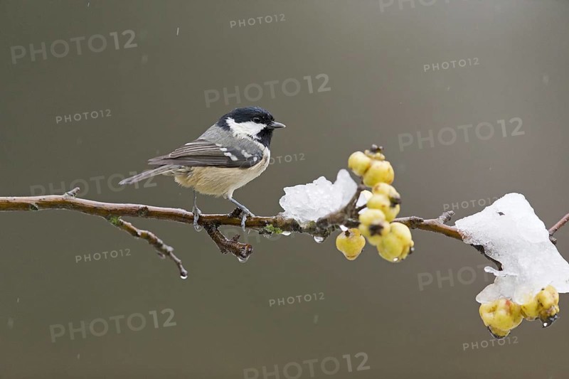 Coal Tit