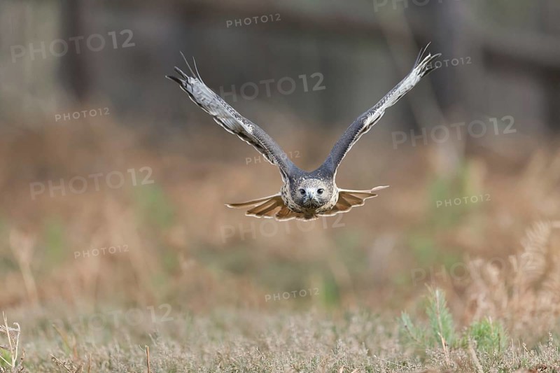 Red-tailed Hawk
