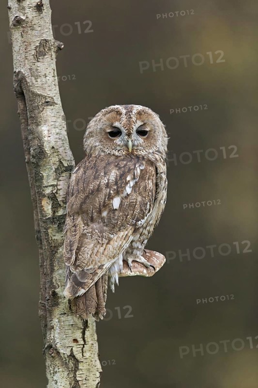 Tawny Owl