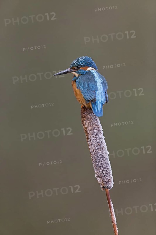 Common Kingfisher