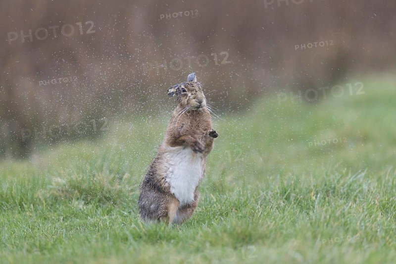 European Hare