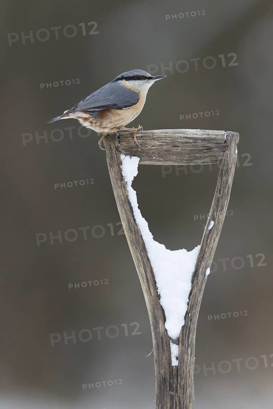 Eurasian Nuthatch