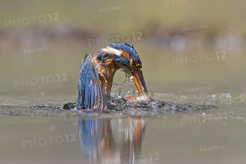 Common Kingfisher
