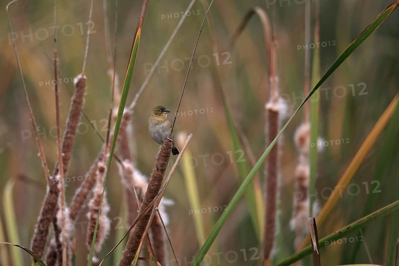 Black-headed Weaver