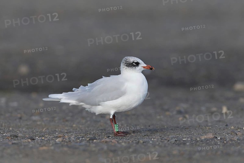 Mediterranean Gull