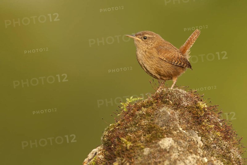 Eurasian Wren