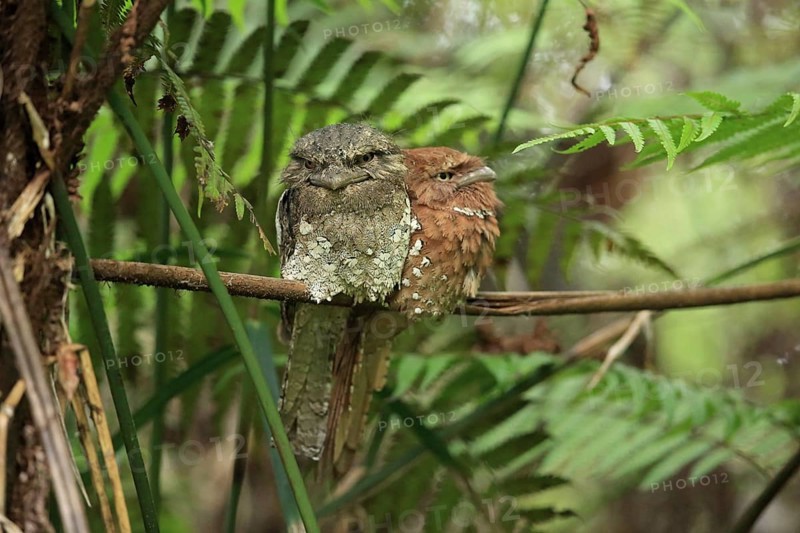 Sri Lanka Frogmouth