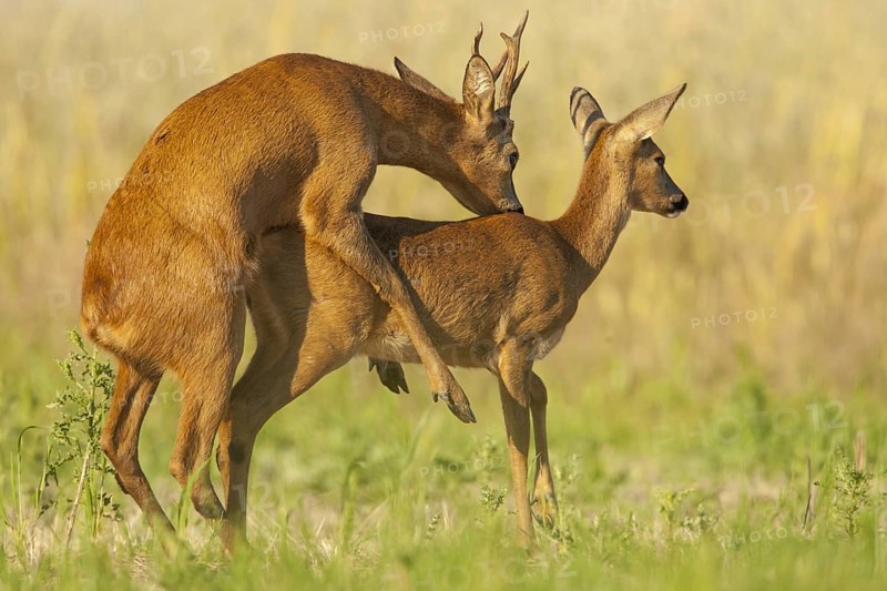 Western Roe Deer