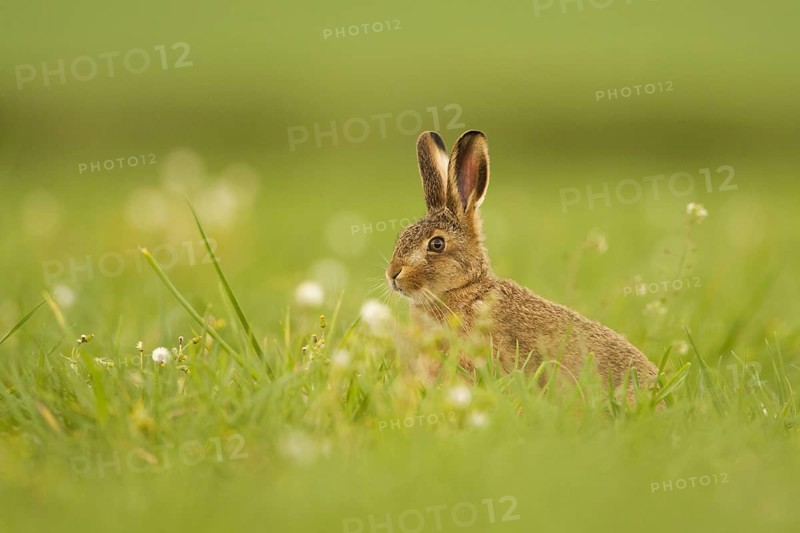 European Hare