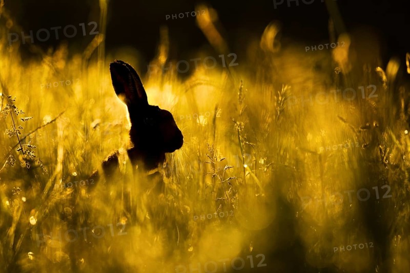 European Hare