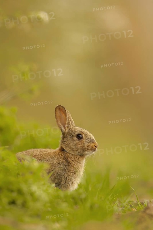 European Rabbit