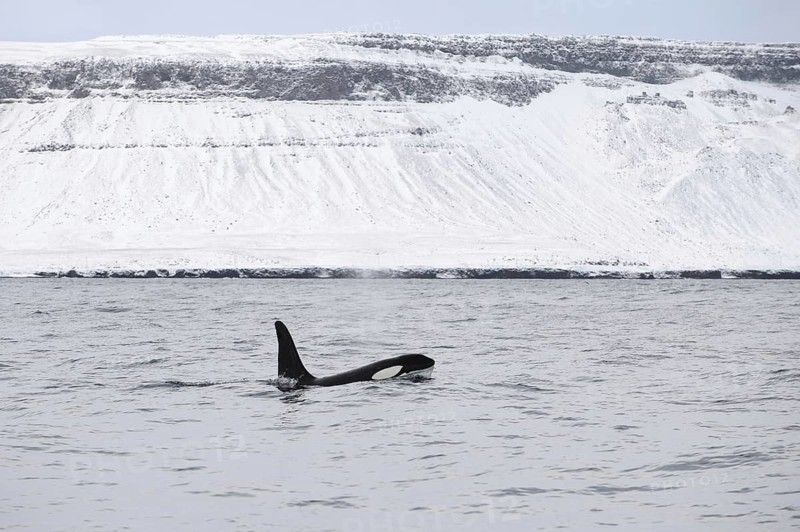 North Atlantic Killer Whale