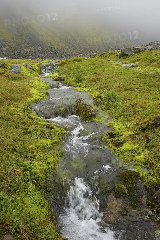 Hornvik