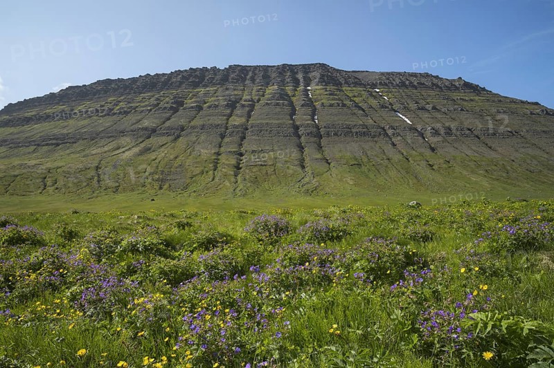 Bl'gresi flowers