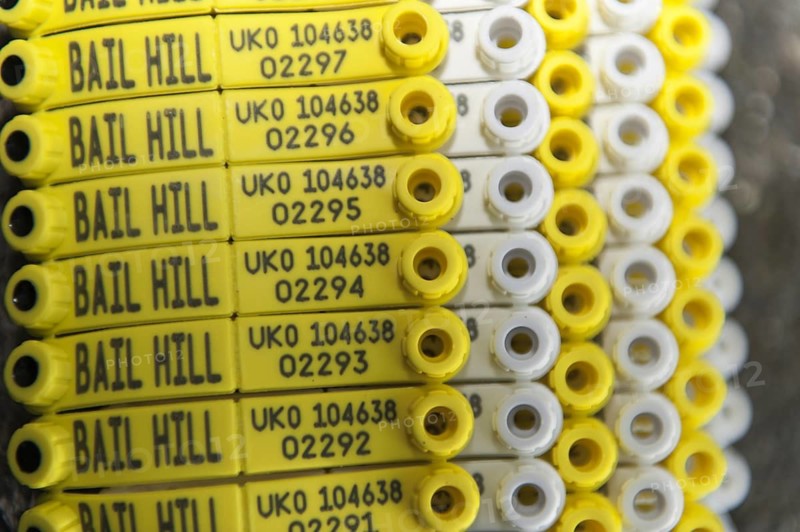 Set of Electronic Idenification tags with flock number and identification numbers on. UK