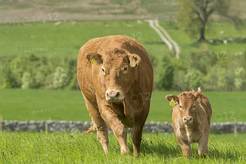 Limousin cows and calves in lush pasture