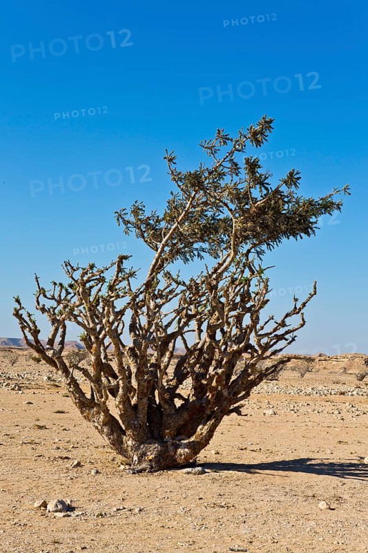 Incense trees in Wadi Doka