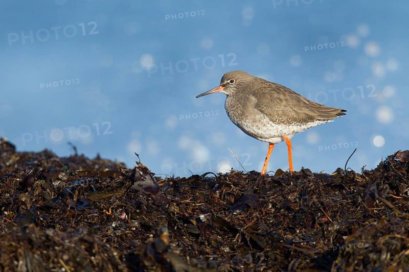 Adult Redshank