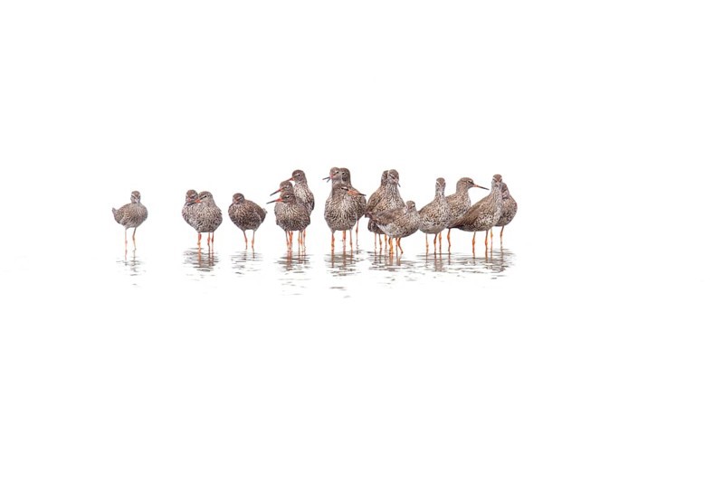 Group of adult Redshanks