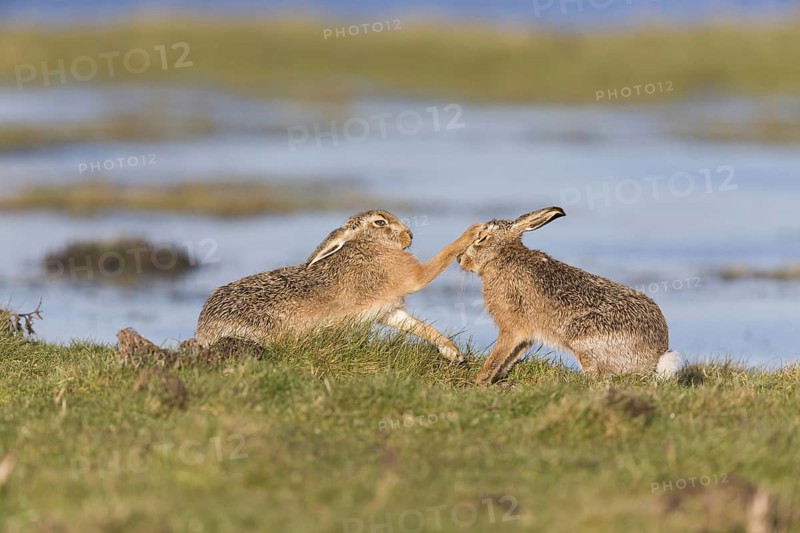 European Hare