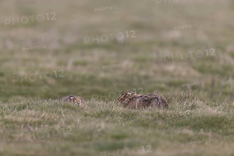 European Hare