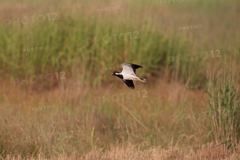 Red-wattled Lapwing