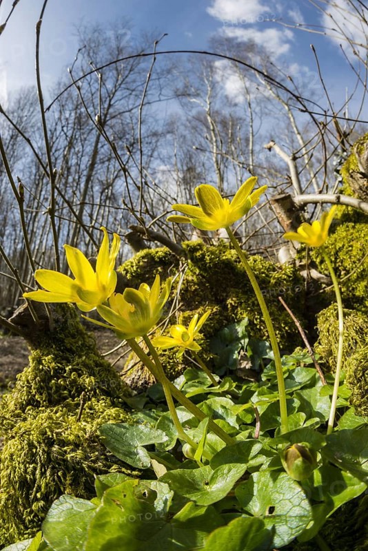 Lesser Celandine