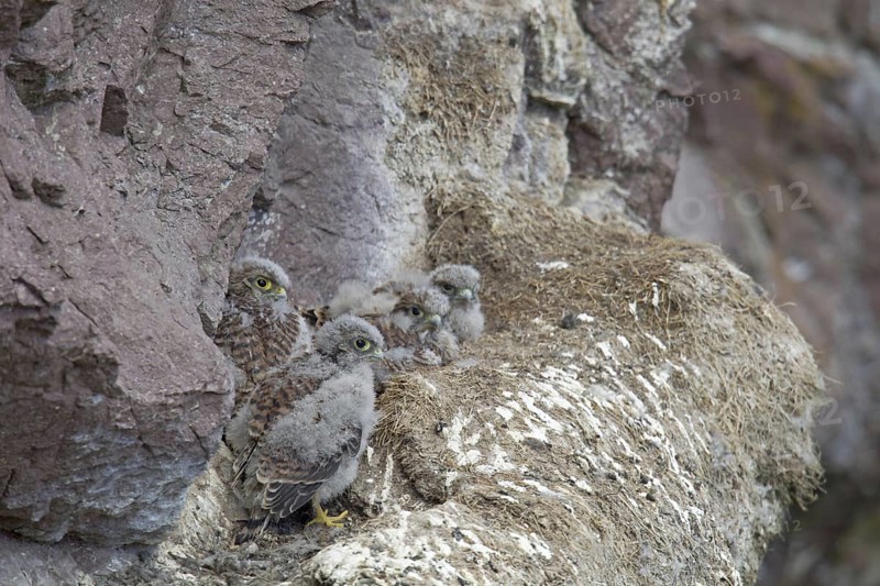Common Kestrel