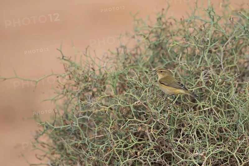 Eurasian Chiffchaff