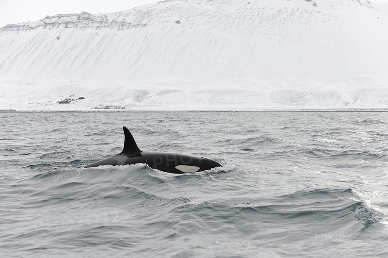 North Atlantic Killer Whale
