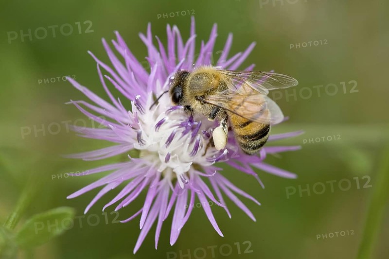 Western Honey Bee